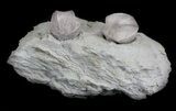 Large Blastoid (Pentremites) Fossils - Illinois #36023-2